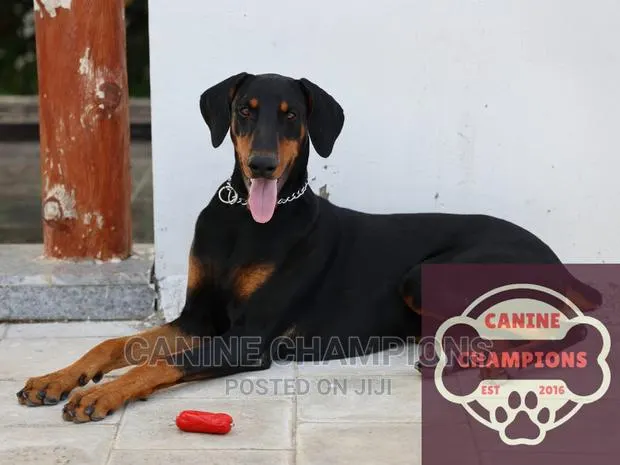 6-12 months Female Purebred Doberman Pinscher · Photo 1