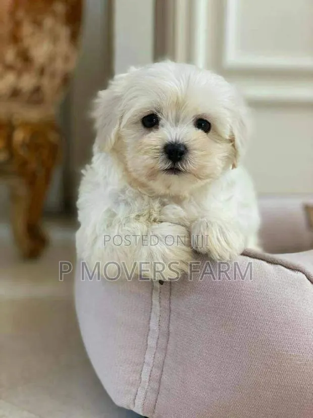 1-3 months Female Purebred Poodle · Photo 1