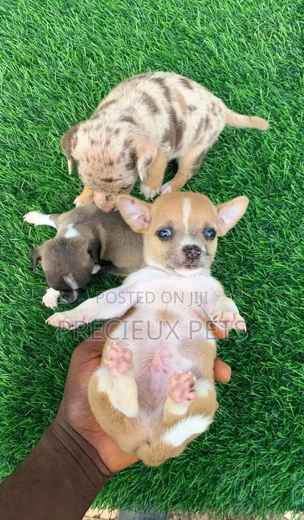 1-3 months Female Purebred Chihuahua · Photo 1