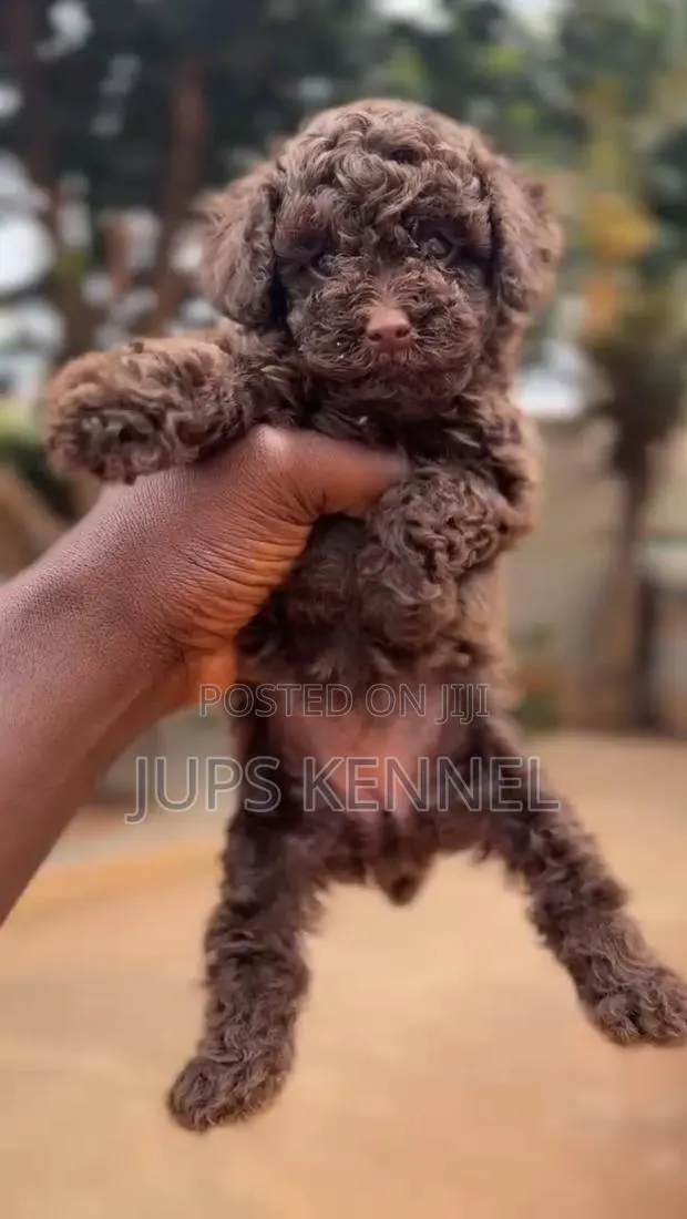 1-3 months Female Purebred Poodle · Photo 1