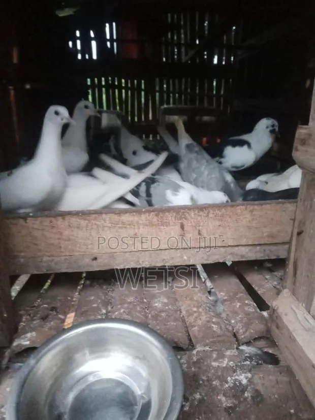 Pigeon/Dove · Photo 1