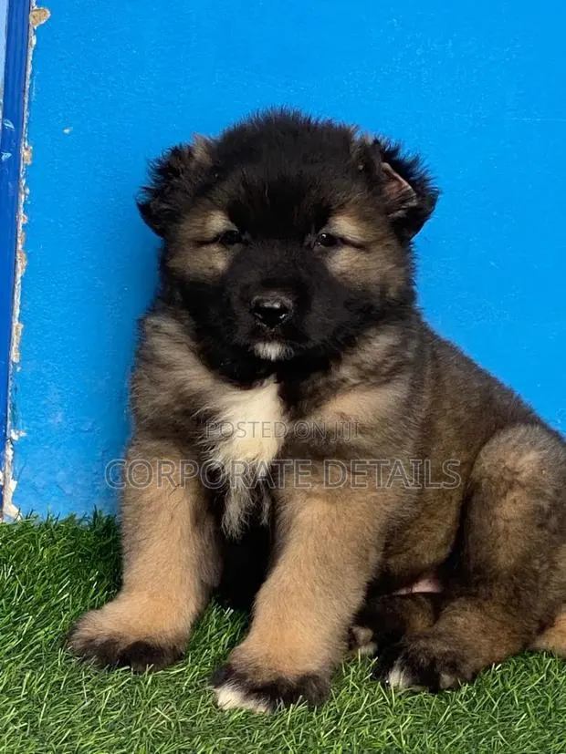 1-3 months Female Purebred Caucasian Shepherd · Photo 1