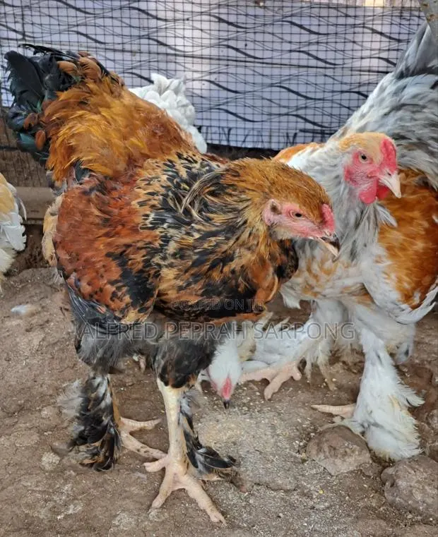 Brahma Chickens for Sale in Accra, Dansoman · Photo 4