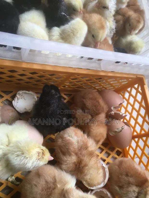 Day Old Chicks · Photo 1