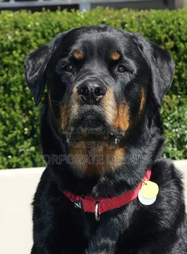 1+ year Male Purebred Rottweiler · Photo 1