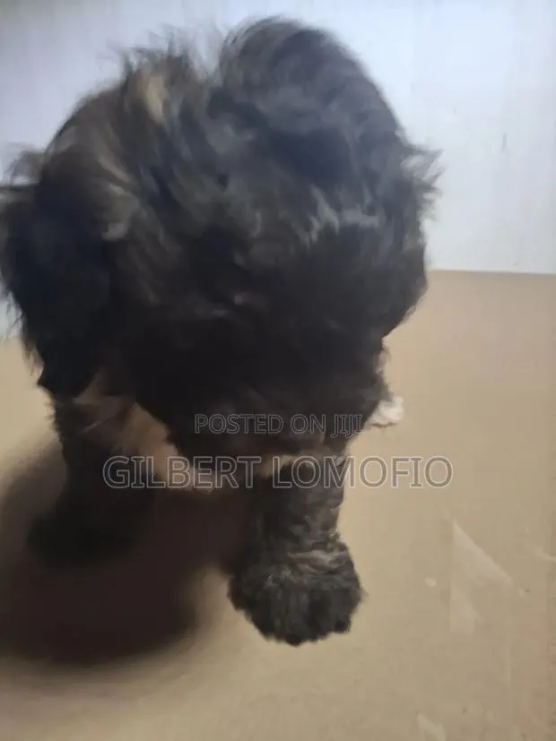 1-3 months Male Purebred Poodle · Photo 3