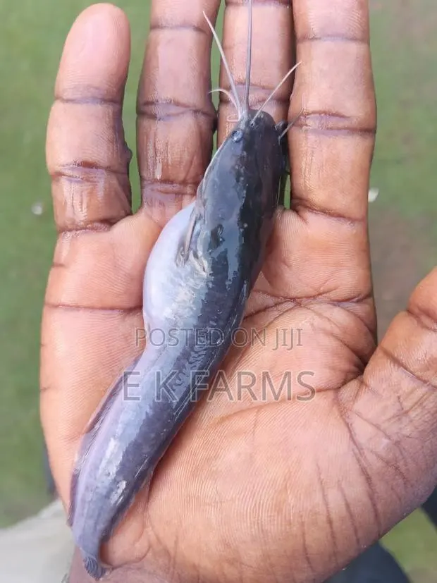 Catfish Juveniles,Fingerlings and Jumbo Size Available · Photo 2