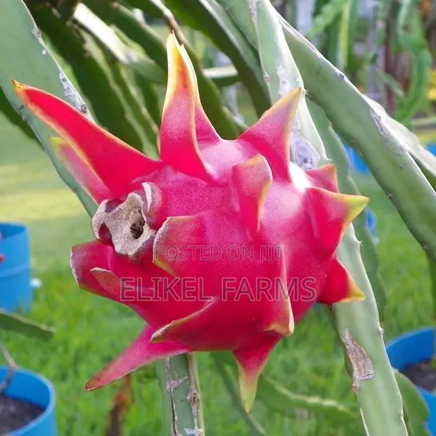 Healthy Dragon Fruit Seedlings for Sale · Photo 1