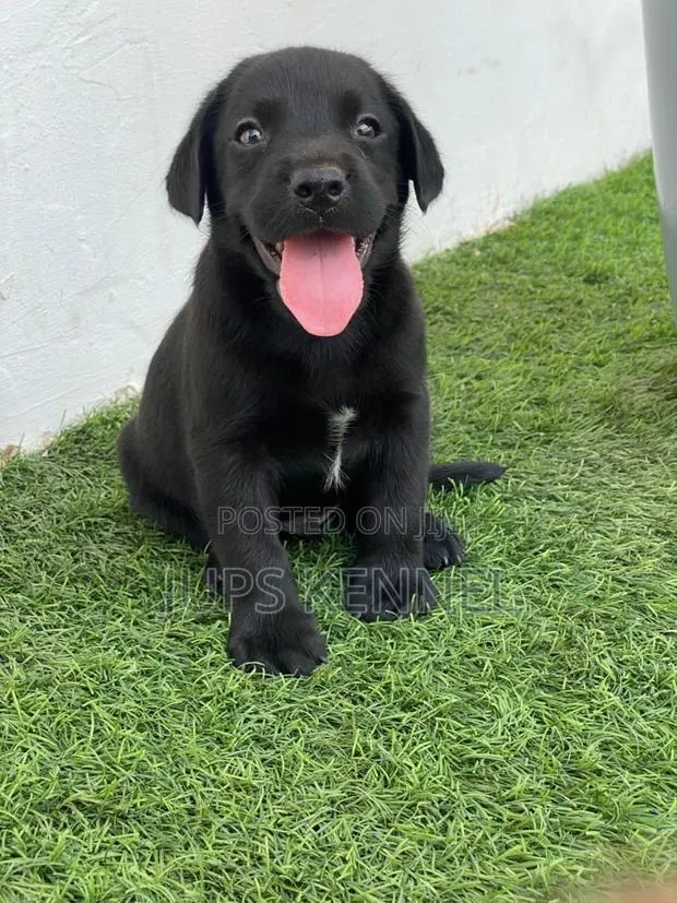 1-3 months Female Purebred Labrador Retriever · Photo 1