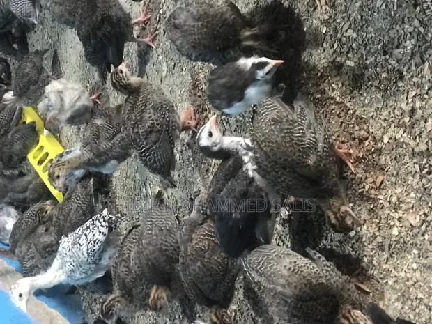 8 Weeks Guinea Fowls · Photo 1