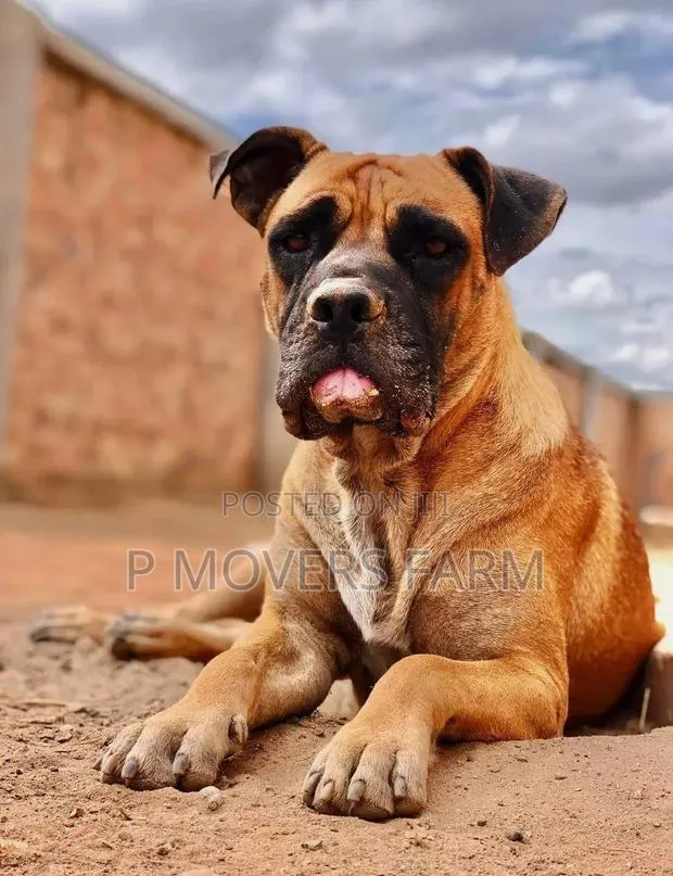 1-3 months Male Purebred Boerboel · Photo 1
