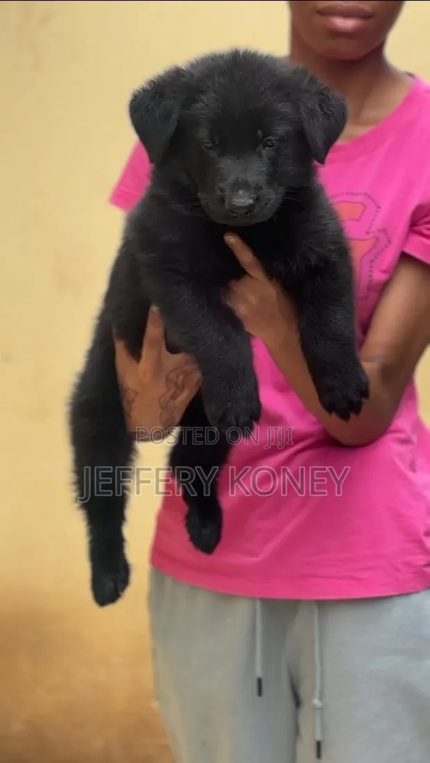 1-3 months Male Purebred German Shepherd · Photo 1