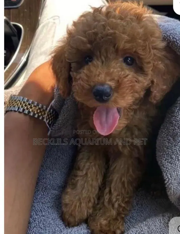 1-3 months Male Purebred Poodle · Photo 1