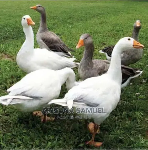 Geese (Embden,Chanise,Toulouse) for Sale · Photo 1