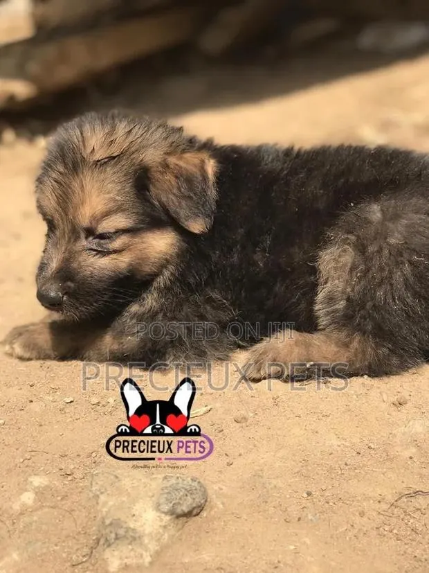 1-3 months Male Purebred German Shepherd · Photo 1
