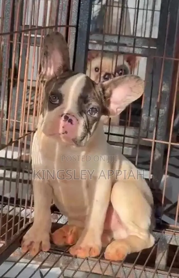 1-3 months Female Purebred French Bulldog · Photo 1