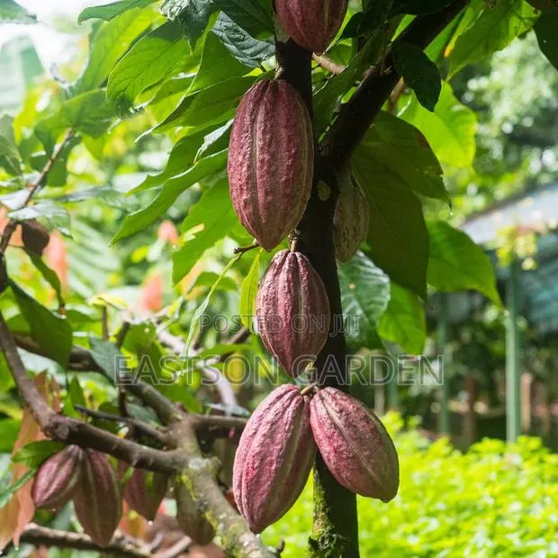 Exotic Cocoa Seedling · Photo 2