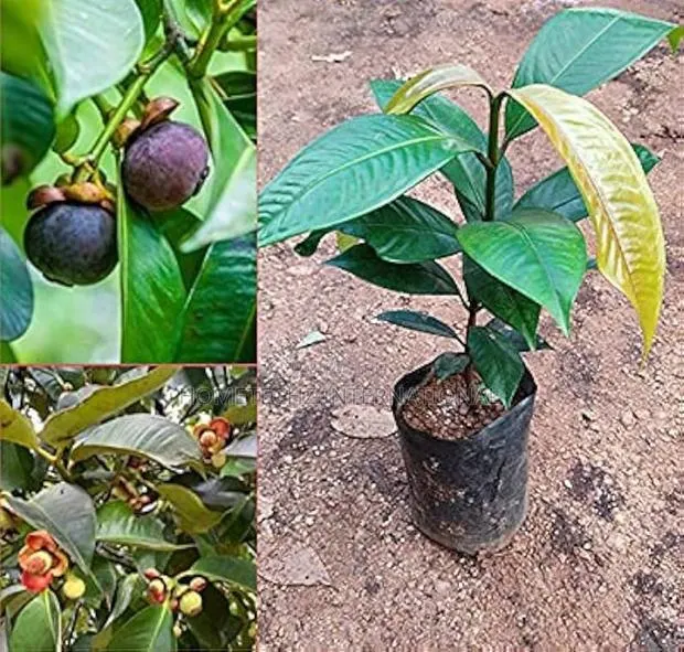 The Most Valuable Profitable Fruit Tree Mangosteen · Photo 3