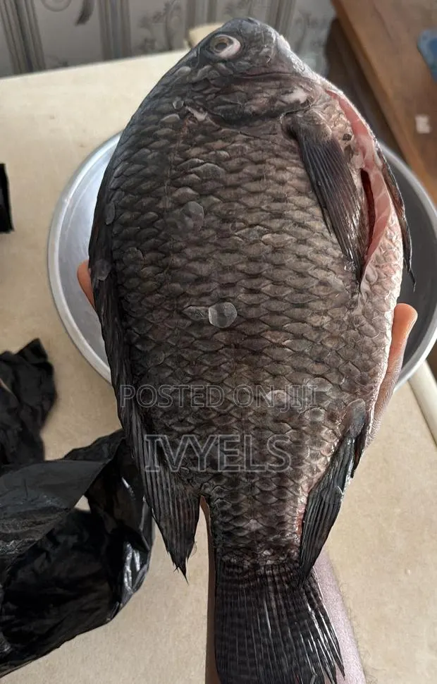 Tilapia for Sale · Photo 1