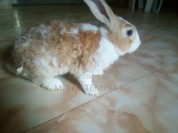Mature Male Rabbits · Photo 1