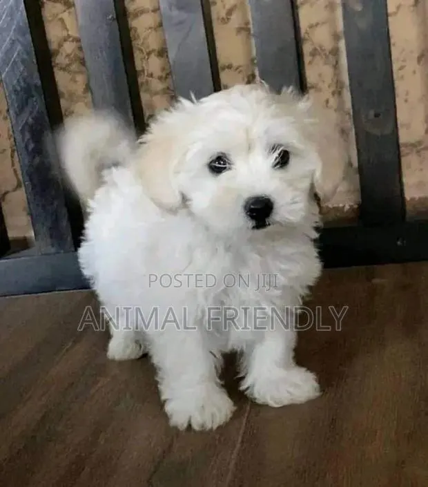 1-3 months Male Purebred Poodle · Photo 1