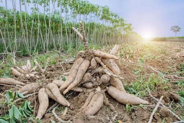 Quality Cassava · Photo 1