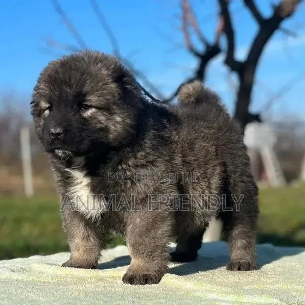 1-3 months Male Purebred Caucasian Shepherd · Photo 1