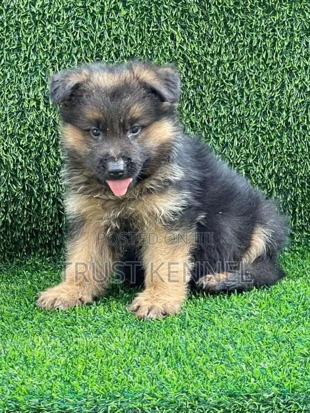 1-3 months Male Purebred German Shepherd · Photo 1