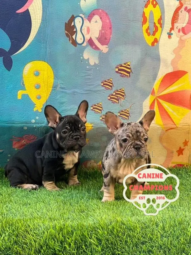 1-3 months Female Purebred French Bulldog · Photo 1