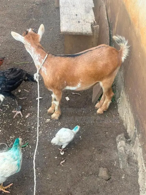 Goat Is for Sale · Photo 1