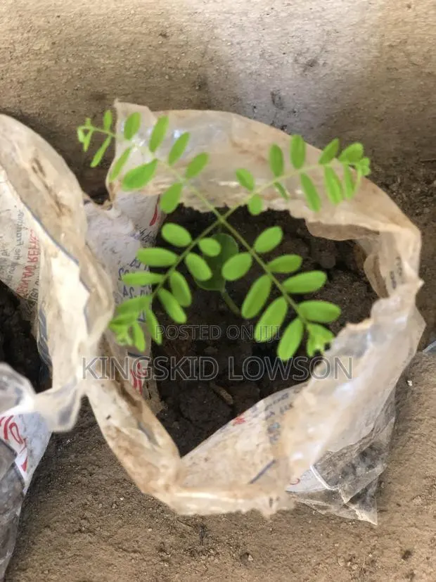 *Prekese Seedlings for Sale - Accra* · Photo 1