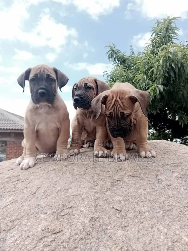 1-3 months Male Purebred Boerboel · Photo 1