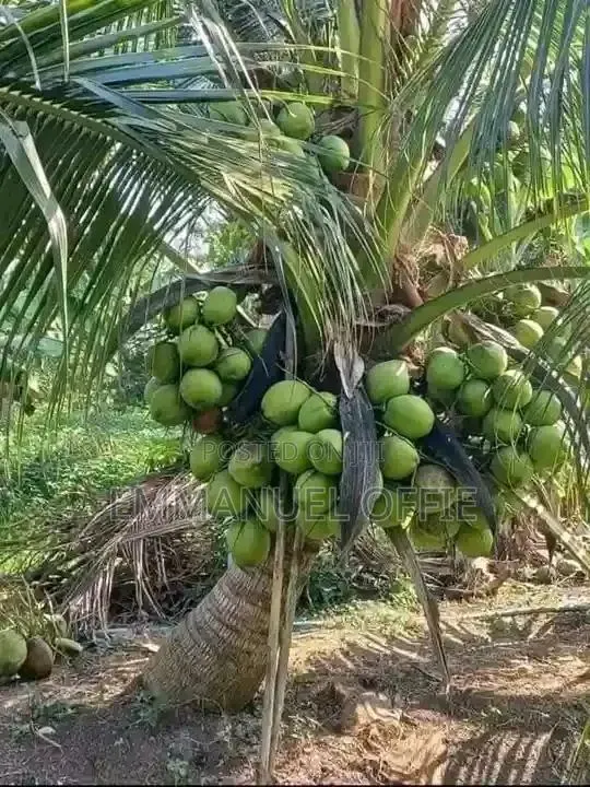 Coconut Seedlings · Photo 1