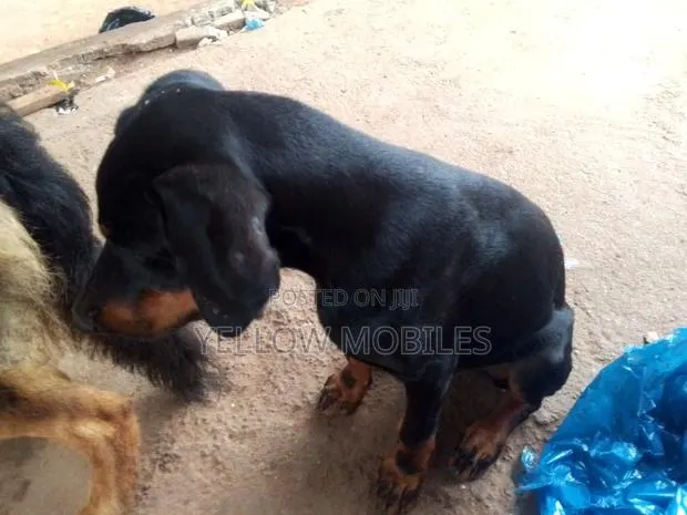 1-3 months Male Purebred Doberman Pinscher · Photo 1