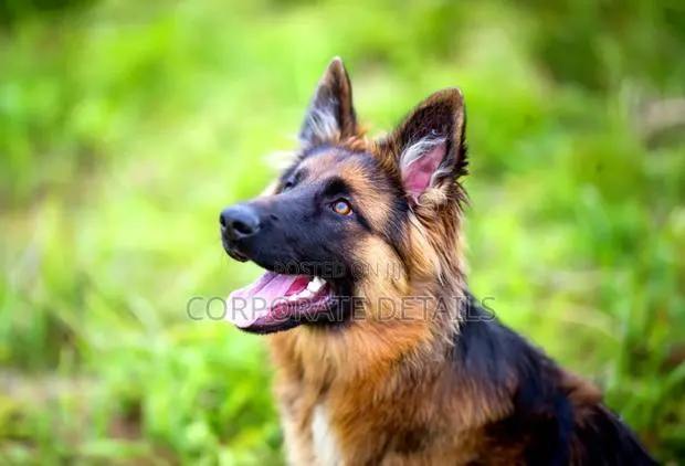 1+ year Male Purebred German Shepherd · Photo 1