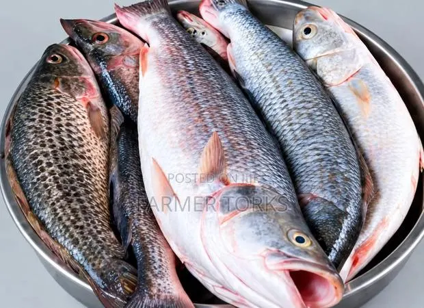 Cassava Fish · Photo 1