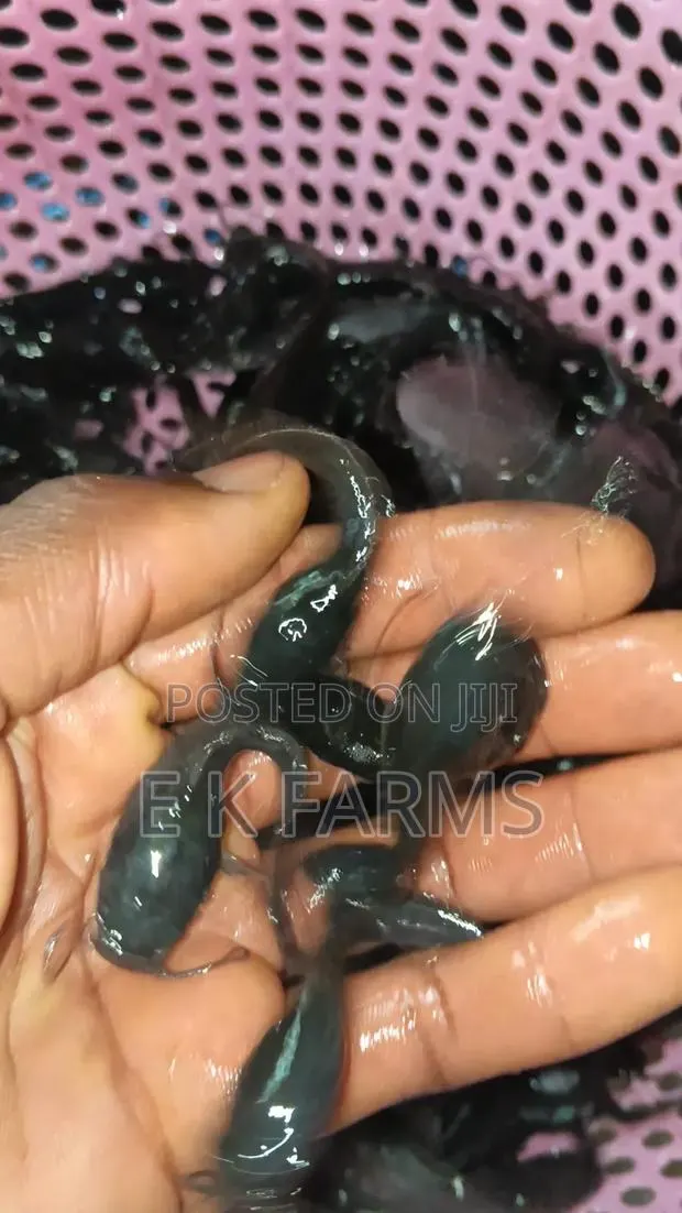 Fast Growing Catfish Juveniles Fingerlings Available In Stock · Photo 2