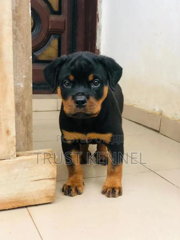 1-3 months Male Purebred Rottweiler · Photo 1