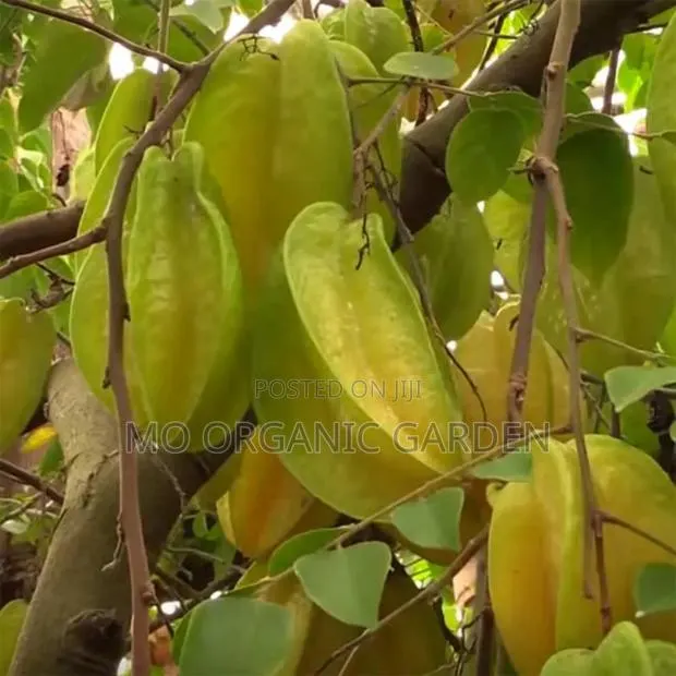 Starfruit Plant Seedling · Photo 2
