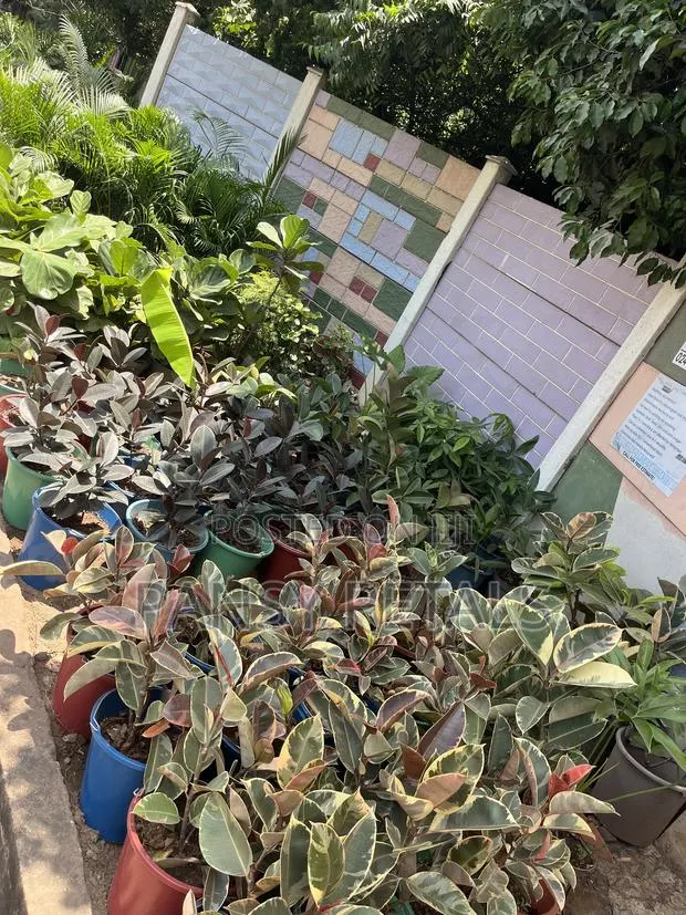 Rubber Plant for Sale · Photo 1
