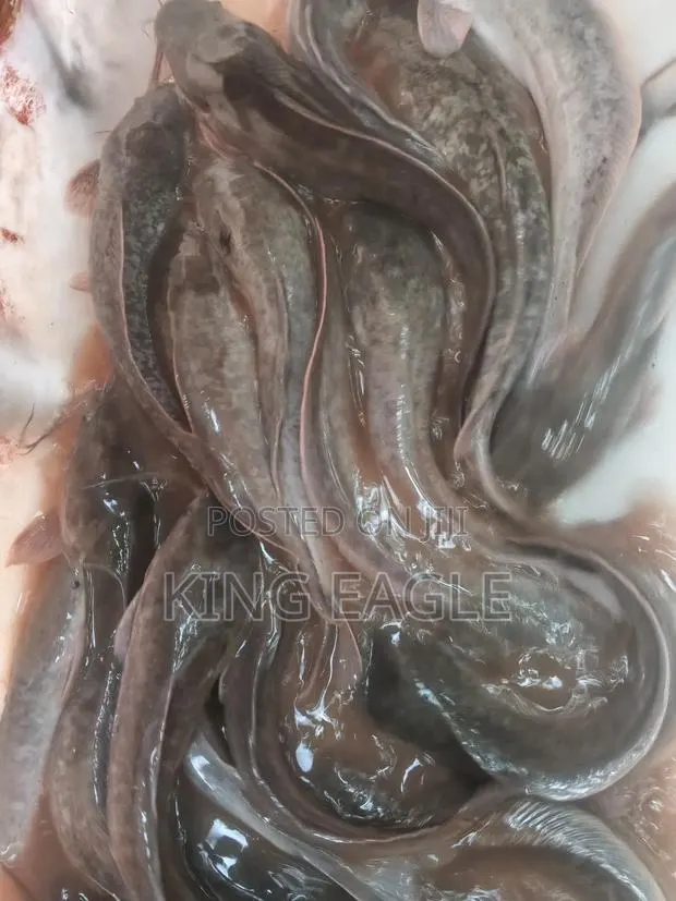 Fresh Catfish · Photo 1