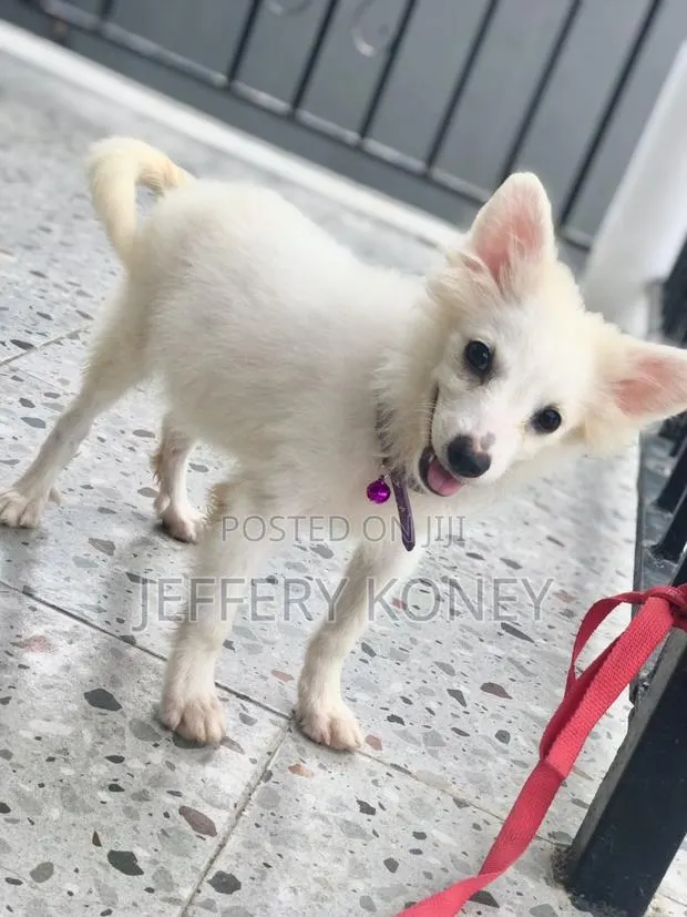 1-3 months Male Purebred American Eskimo · Photo 1