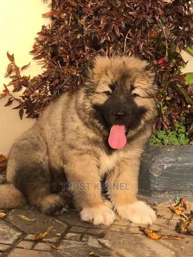 1-3 months Female Purebred Caucasian Shepherd