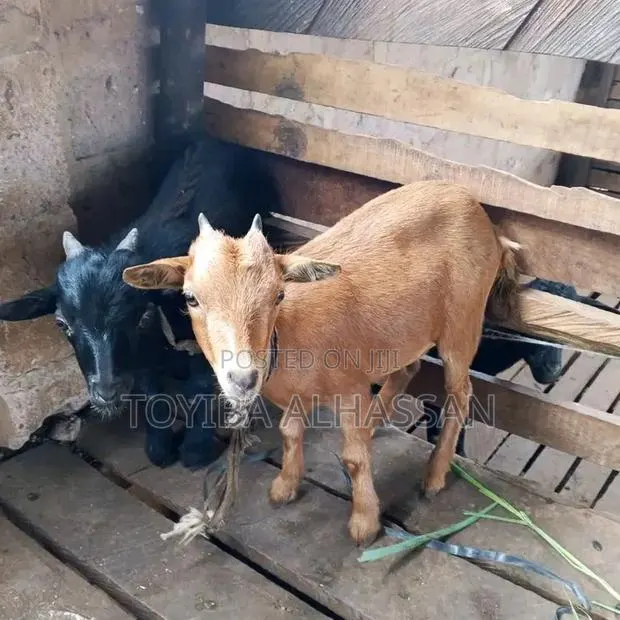 Young and Healthy Goats Available for Sale · Photo 1
