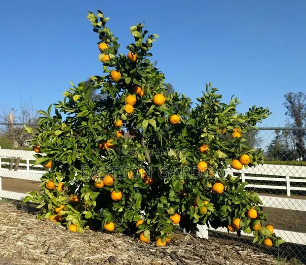 Dwarf Hybrid Orange Seedlings · Photo 2