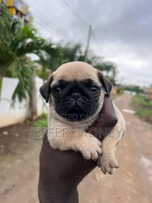 1-3 months Female Purebred Pug · Photo 1