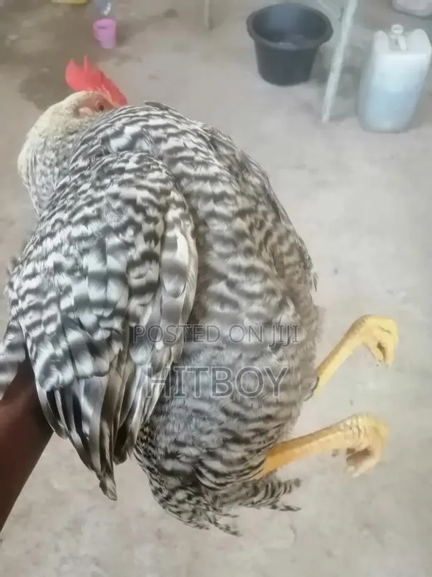 Full Grow Chicken · Photo 1