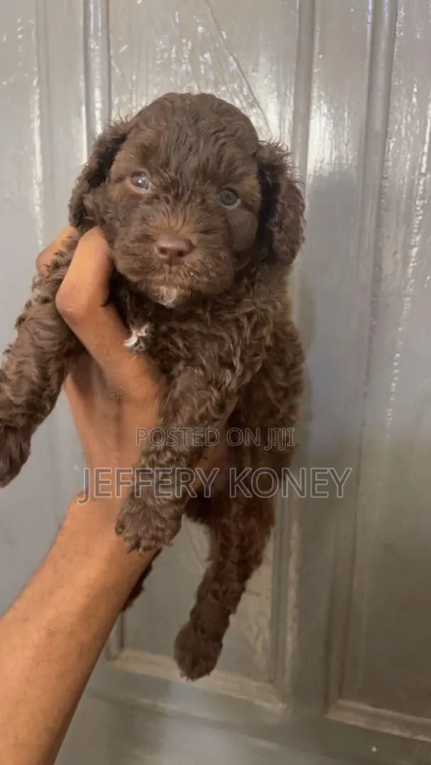 1-3 months Male Purebred Poodle · Photo 1