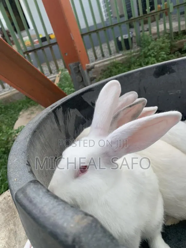 Rabbit For Sale · Photo 1