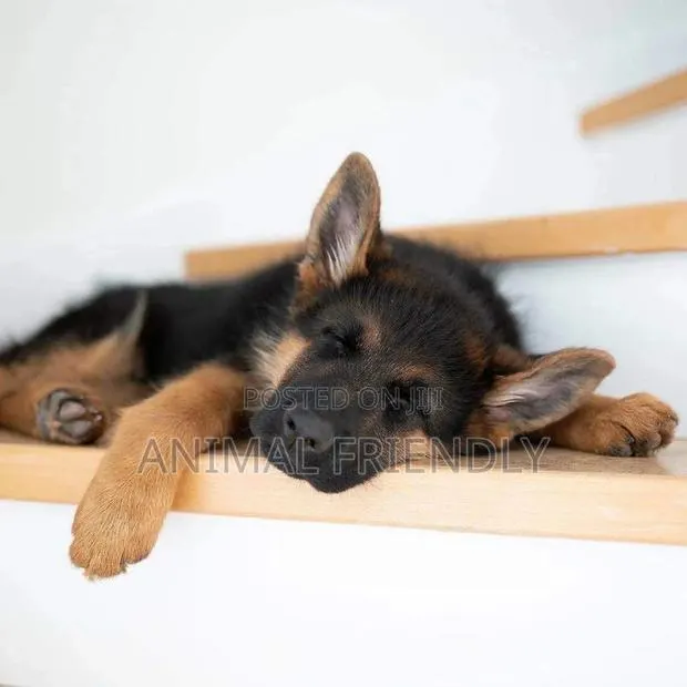 3-6 months Female Purebred German Shepherd · Photo 1